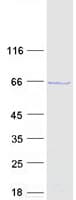 Human CDC45 Protein (Recombinant Myc-DDK (Flag))