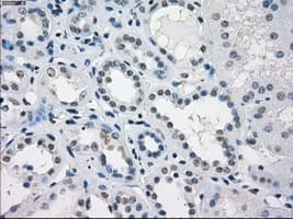 KDM4C / JMJD2C Antibody (clone OTI8A1)