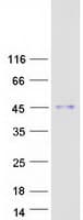 Human HEXIM2 Protein (Recombinant Myc-DDK (Flag))