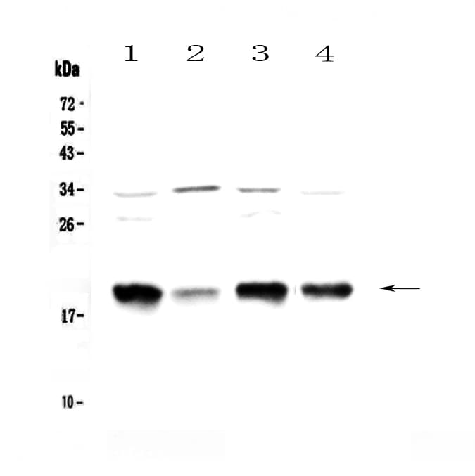 GAL / Galanin Antibody