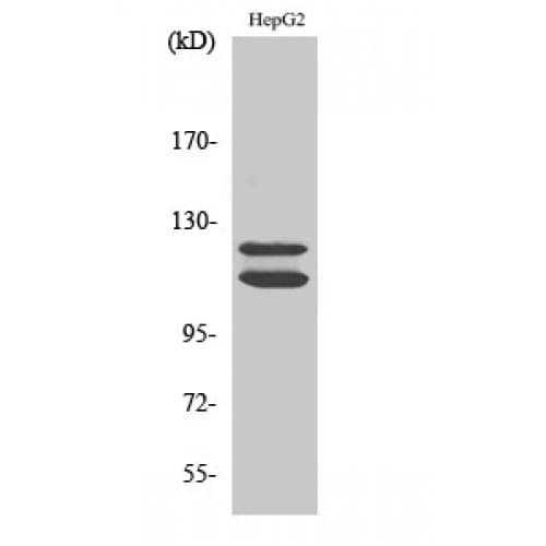 HDAC5 Antibody (1050-1130 aa, C-terminal)