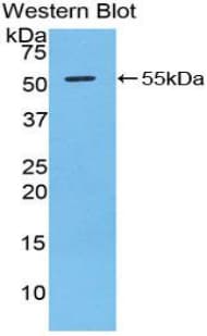 Gzmd / Granzyme D Antibody (aa33-245, HRP)