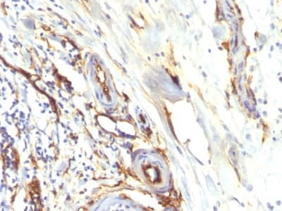 CD34 Antibody (clone HPCA1/2598R, Azide-free, Carrier-free)