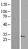 C15orf53 Protein (Over-Expression Lysate Myc-DDK (Flag))