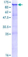 Human PMEL / SILV / gp100 Protein (Recombinant GST)