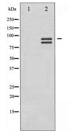 Polyclonal Rabbit anti-Human GYS1 / Glycogen Synthase Antibody (WB)
