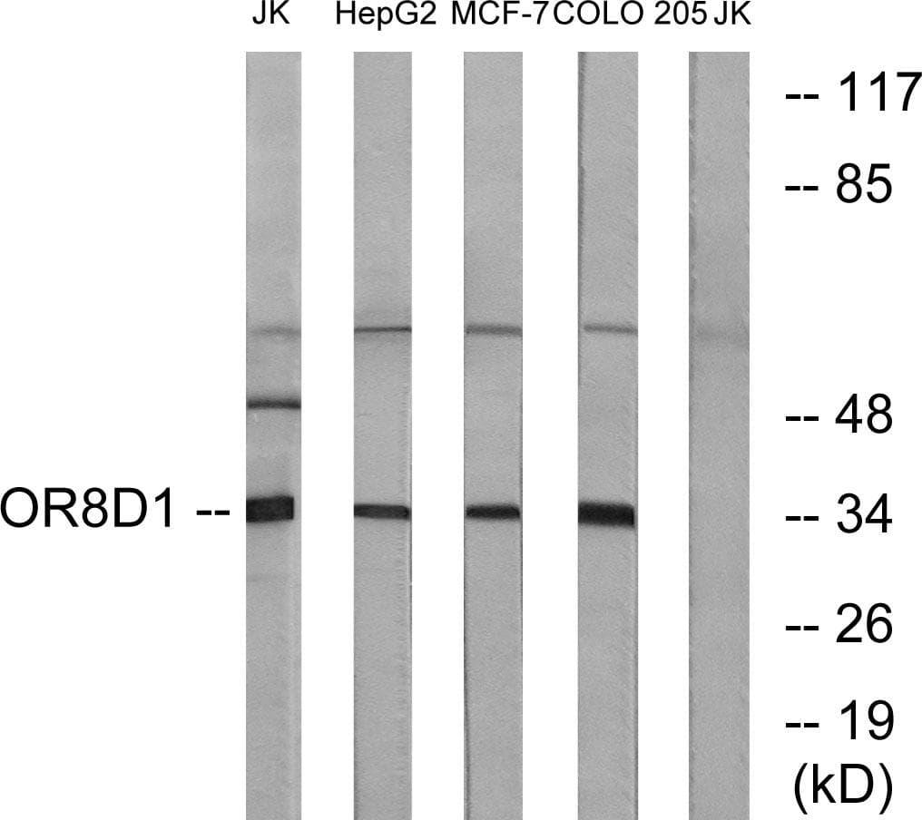 Polyclonal Rabbit anti-Human OR8D1 Antibody (IF, WB)