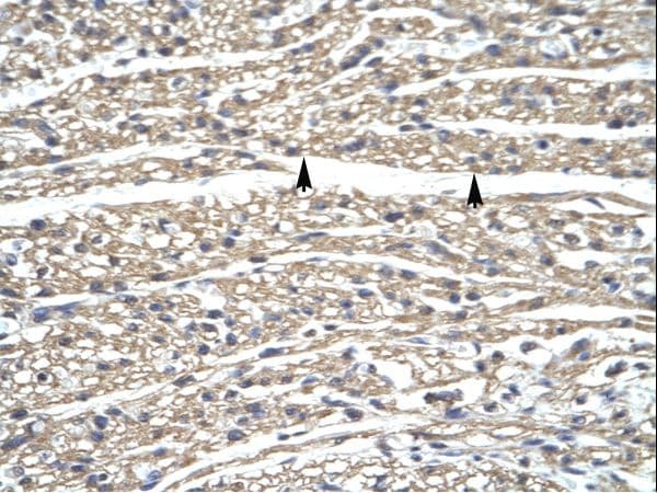 GZF1 Antibody (aa30-79, Biotin)