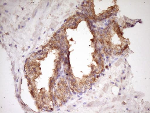 WDR61 Antibody (aa92-305, clone OTI4C4)
