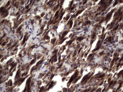 UFD1L Antibody (clone OTI7C9)