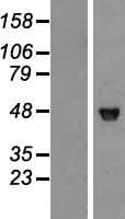 MAPK8 / JNK1 Protein (Over-Expression Lysate Myc-DDK (Flag))
