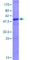 Human PSMA5 Protein (Recombinant GST)