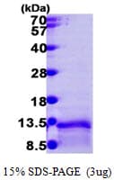 Human LD78 / CCL3L1 Protein (Recombinant His)