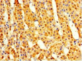 COPS7A Antibody (aa2-275, HRP)