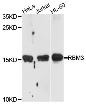 RBM3 Antibody