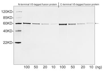 Polyclonal Rabbit V5 Tag Antibody (WB)