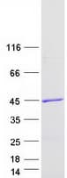 Human RASSF2 Protein (Recombinant Myc-DDK (Flag))