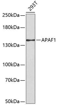 APAF1 / APAF-1 Antibody