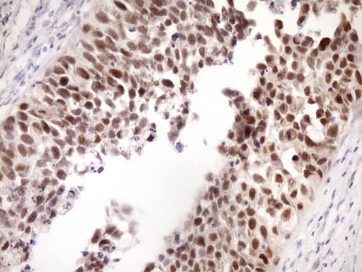 Monoclonal Mouse anti-Human ZC3H8 Antibody (clone OTI9F11, IHC)
