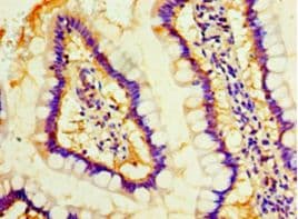 MOB1A Antibody (aa2-216, FITC)