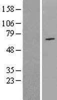 Human NPAS1 Protein (Over-Expression Lysate Myc-DDK (Flag))