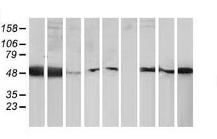 PACSIN3 Antibody (clone OTI2A3)