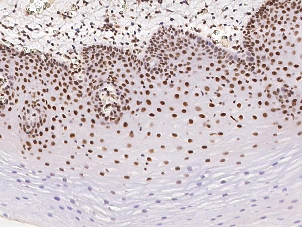 GPALPP1 / KIAA1704 Antibody