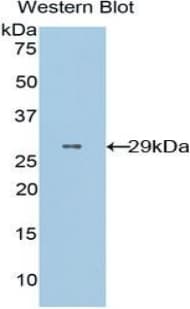 CD36 Antibody (aa91-311)