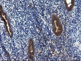 CNOT4 / CLONE243 Antibody (clone OTI1H2)
