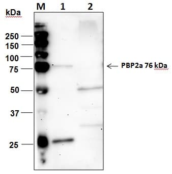 Penicillin Binding Protein 2a Antibody (clone 4D2-E1-D5-G8-G11-E11, Preservative Free)