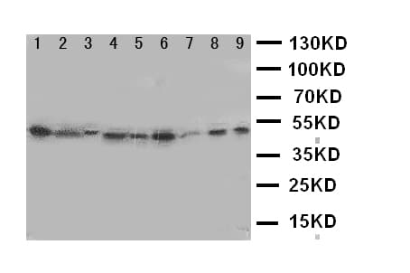 Polyclonal Rabbit anti-Human IDO1 / IDO Antibody (aa1-20, WB)