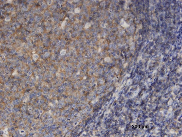 MSN / Moesin Antibody (clone 4B8)
