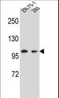 Polyclonal Rabbit anti-Human GRIP2 Antibody (aa620-649, IHC, WB)