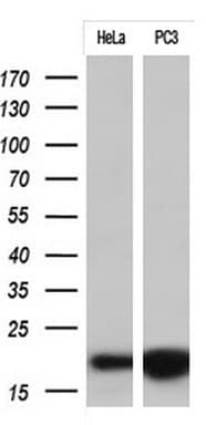Monoclonal Mouse anti-Human p16INK4a / CDKN2A Antibody (clone OTI1H10, Carrier-free, IF, WB)