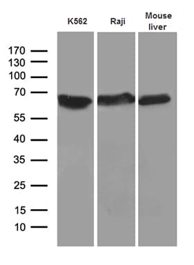 AIFM1 / AIF / PDCD8 Antibody (aa134-483, clone OTI5D2)