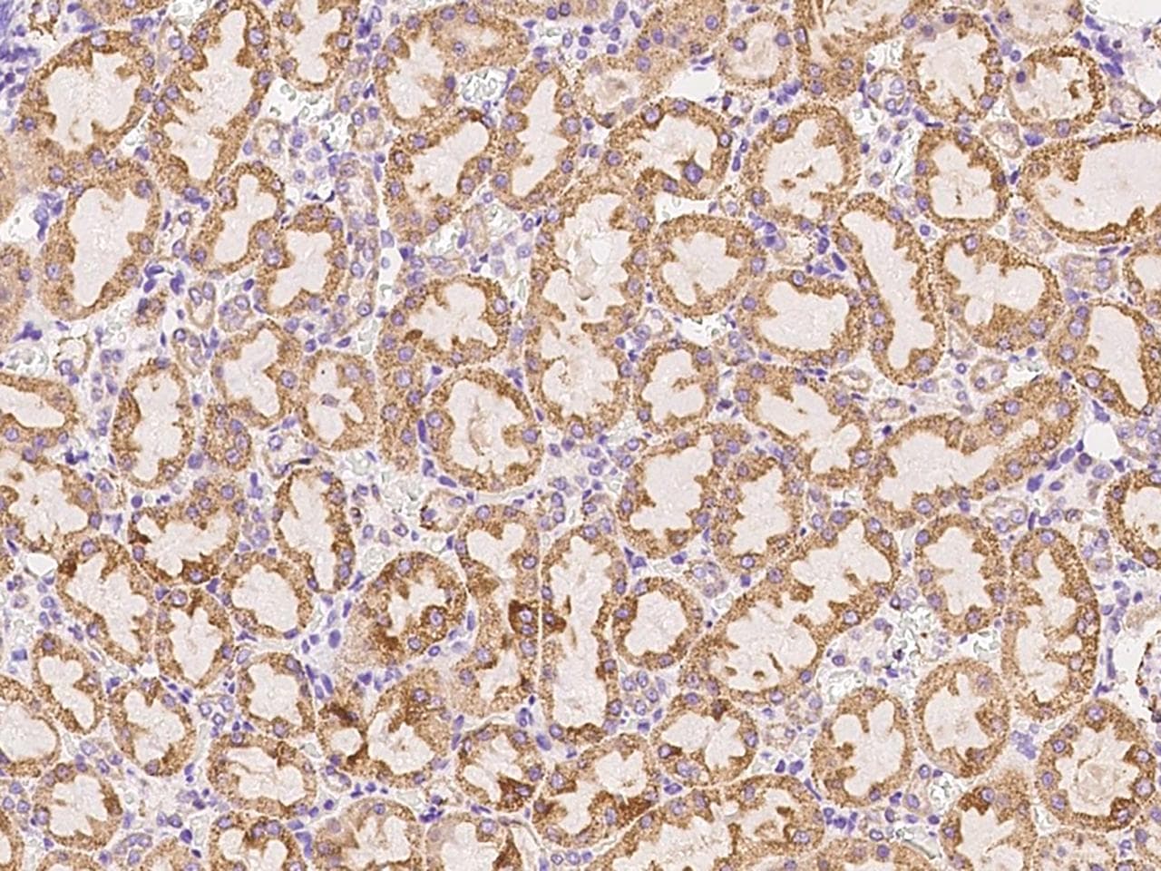Polyclonal Rabbit anti-Rat CTHRC1 Antibody (Preservative Free, IHC)