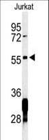 RNF8 Antibody