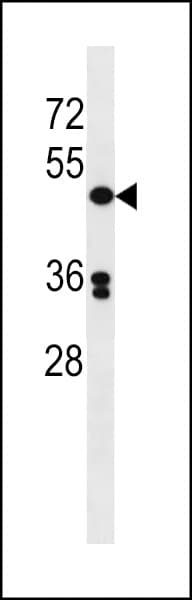 POLD3 Antibody (aa416-443)