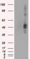 Monoclonal Mouse anti-Human CD4 Antibody (clone OTI3B4, IF, WB)