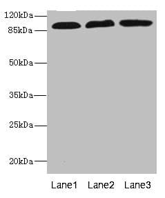 ADGRE5 / CD97 Antibody