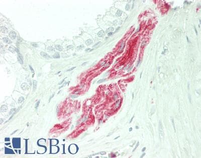CFD / Factor D / Adipsin Antibody (aa1-253)