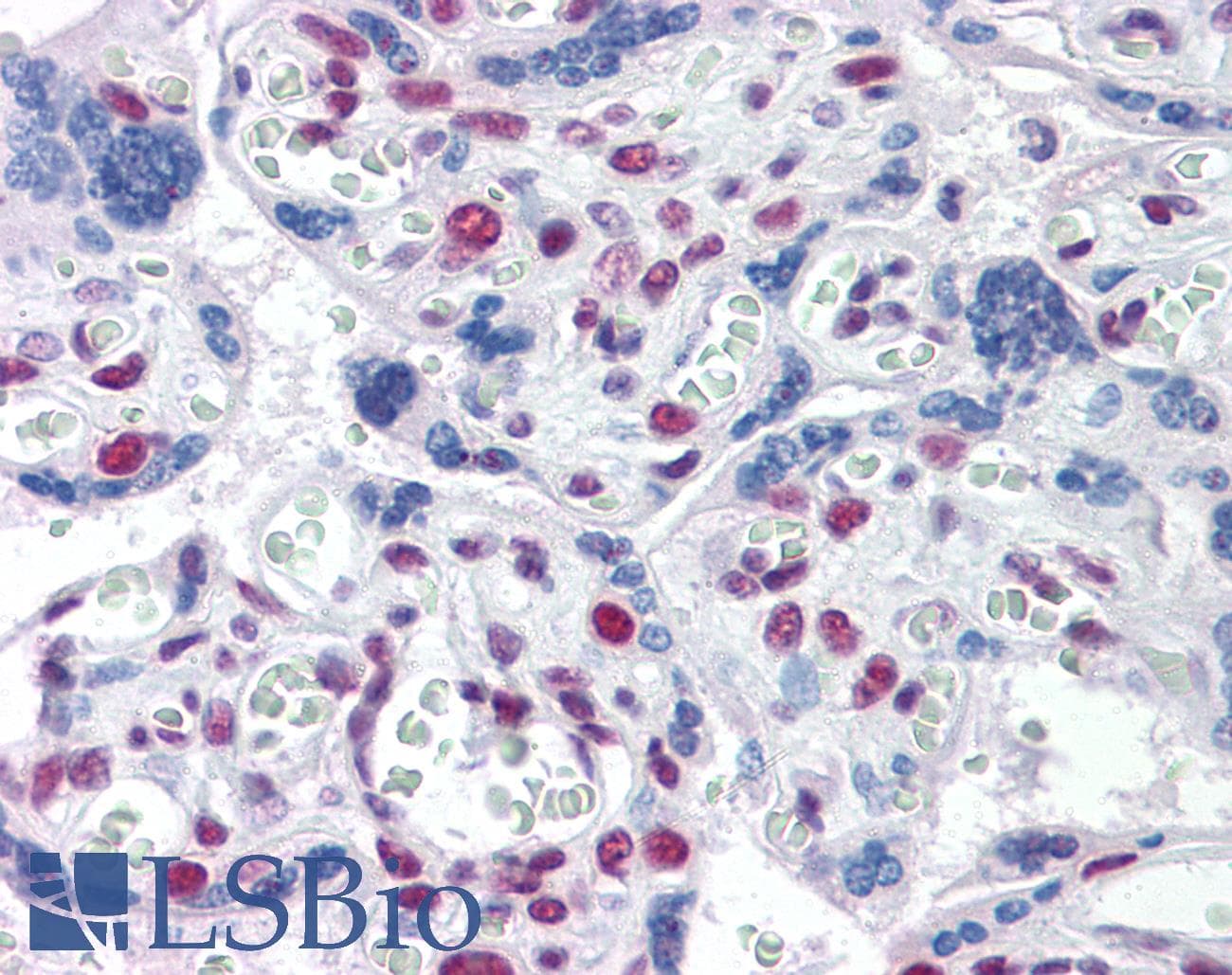 IHC-plus™ TOPORS Antibody (clone 5G11)