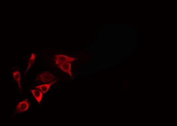 PIK3C2G Antibody