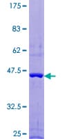 Human FAIM Protein (Recombinant GST)
