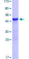 Human RRAS Protein (Recombinant GST)