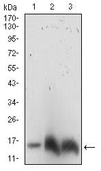 HIST3H3 Antibody (clone 4E9B11)