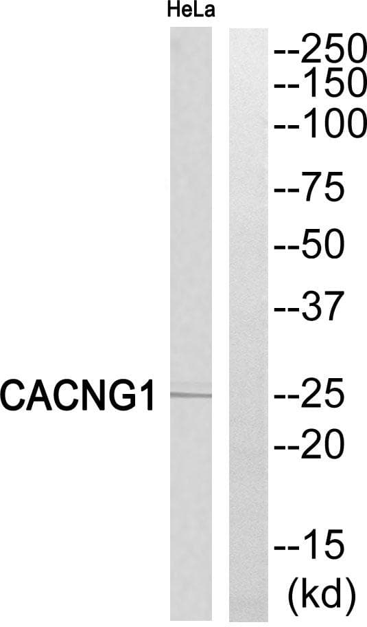 CACNG1 / CACNG Antibody