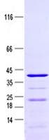 Human C1orf54 Protein (Recombinant GST, N-terminus + His, C-terminus)