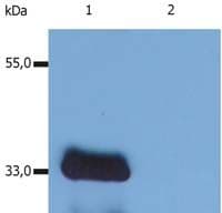 LIME1 / LIME Antibody (clone LIME-10)