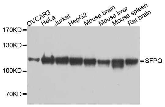 IHC-plus™ SFPQ Antibody